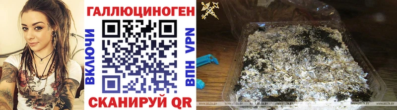 закладка  Фёдоровский  Псилоцибиновые грибы Cubensis 